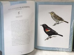 Bird Songs: 250 North American Birds in Song by Les Beletsky 2006 Hardcover