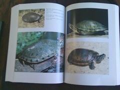 Turtles of the United States & Canada, 1994 First Edition