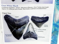 Megalodon Book Guide Shark Tooth Identification w/ Photos of Fossil Teeth tooth