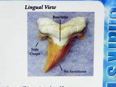 Megalodon Book Guide Shark Tooth Identification w/ Photos of Fossil Teeth tooth