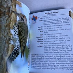 Birds of Texas Field Guide by Stan Tekiela – Nice Condition 2004 Color Travel SZ