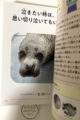Motto Azatoku Jibun Rashiku Japanese Azarashi Seal Photo Essay Book Japan