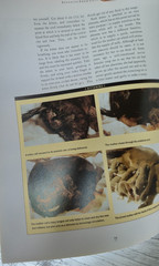 The Complete Cat Book by Paddy Cutts 1999 Barnes & Noble