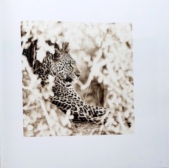 Homage by Graham Springer First Edition 2015