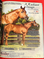 SALE ENDS 6/15! 2008 Quarter Horse Journal STALLION EDITION Book, PEPTOBOONSMAL