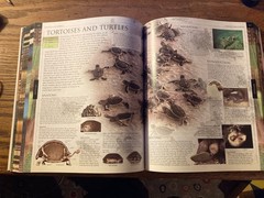 Smithsonian Institution Animal : The Definitive Visual Guide to the World’s…