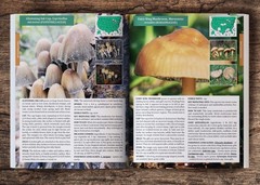 The Forager’s Guide to Wild Foods (paperback with color pictures)