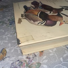 THE WORLD OF BIRDS, J. Fisher, Roger Tory Peterson, 1st Ed, 1964, HCDJ