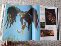 The Best of Life Book 1973 Vintage Book History Photography Athletes Science Art