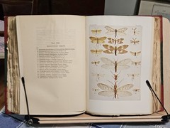 The Insect Book by Leland O. Howard, Ph.D. HC 1903 Red Leather/Green Cloth