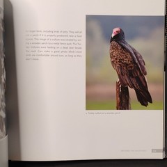 J. Chris Hansen Secrets of Backyard Bird Photography Hardcover Rocky Nook Illus