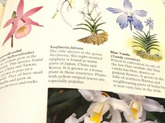 Orchids Green World Deni Bown 1991 Heinemann Educational Books, Ltd.