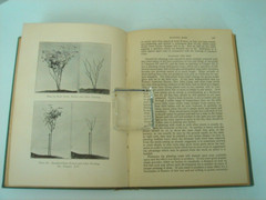 California Garden Flowers by Edward Wickson 1923 Second Edition 255 Pages
