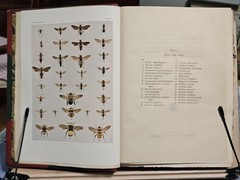 The Insect Book by Leland O. Howard, Ph.D. HC 1903 Red Leather/Green Cloth