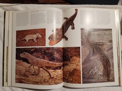 Prehistoric Animals The Extraordinary Story Of Life Before Man – Ellis Owen 1975