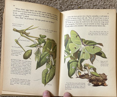 VTG Nature Notebook Robert Candy 1953 HC