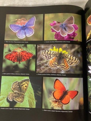 Butterfly Book by Thomas Marent Hardcover DJ Over 500 Photographs 280 Pages
