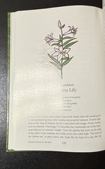 Healing Plants of the Bible HC – History Lore Meditations Spiritual Herbal Guide