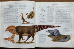 The New Dinosaurs Dougal Dixon 1988 First Edition HC/DJ Speculative Evolution