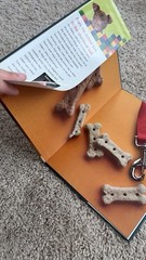 Dog-Gone School by Amy Schmidt (2013, Picture Book)