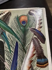 World of Birds,JAMES FISHER AND ROGER TORY PETERSON – New and Revised Edition