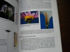 Botany For Gardeners by Brian Capon 1995 PB