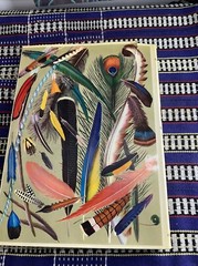 World of Birds,JAMES FISHER AND ROGER TORY PETERSON – New and Revised Edition233