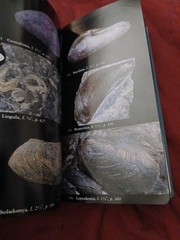 National Audubon Society Field Guide to Fossils : North America by Ida Thompson