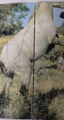 1981 ALL THOSE GIRLS IN LOVE WITH HORSES Robert Vavra HC DJ Photos International