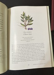 Healing Plants of the Bible HC – History Lore Meditations Spiritual Herbal Guide