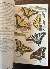 Field Guide to Western Butterflies by Paul A. Opler (1999, Trade Paperback)
