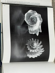 The Shell: HARRY N. ABRAMS 1988 Hardcover w/ Dust Jacket
