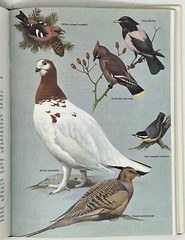 World Of Birds: New & Revised Ed. by James Fisher & Roger Tory Peterson HC w/ DJ