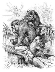 Save the primates Coloring book for Adults Teens 108 Pages 8.5 x 11 for All Ages