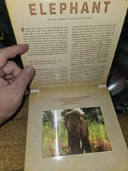 Dan Kainen Carol Kaufmann Safari: A Photicular Book HC Workman 1st Ed 2012