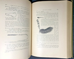 24th Annual Report of the Bureau of American Ethnology 1902-1903 XLibrary
