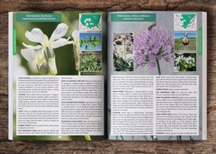 The Forager’s Guide to Wild Foods (paperback with color pictures)