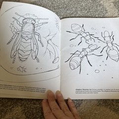New Unused Jan Sovak Insects Coloring Book