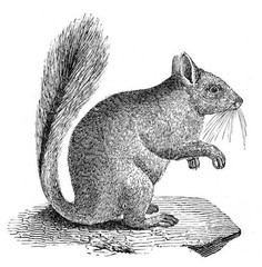 Squirrels Coloring Book for Adults and Teens 108 Pages 8.5 x 11 for All Ages