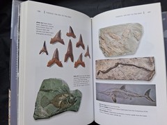 Fossils: The Key to the Past, hardcover book, by Richard Fortey
