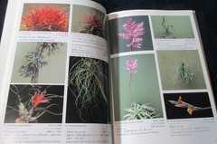 NEW TILLANDSIA HANDBOOK Shimizu-Takizawa 1998 Air Plants Japanese-English SCARCE