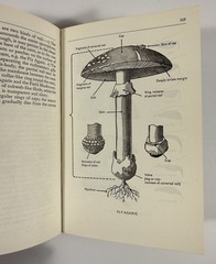 1961 Mushrooms Toadstools in Colour Blandford First Edition Dust Jacket Hvass