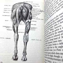 Animal Painting and Anatomy Soft Cover Book 336 pages with 200 illustrations