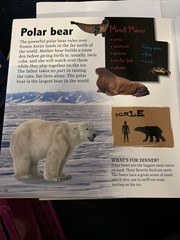 Amazing Giant Wild Animals