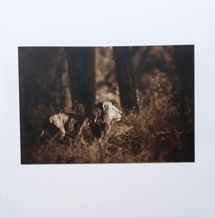 Homage by Graham Springer First Edition 2015
