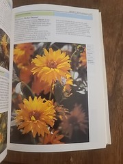 Eyewitness Garden Handbooks Perennials by David Joyce and Deni Bown 1997