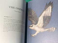 Ornithography by Jessica Roux 1st/1st HC 2024 Birds