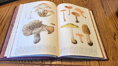 Antique 1920 National Geographic Magazine Hard Cover 2-Book Set Jan-Dec
