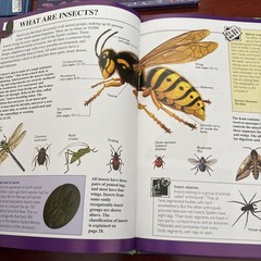 World of Wow, Set Of 4 Books, Body, Insects, Universe, Planets