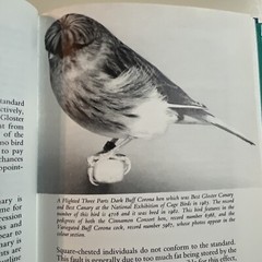 The Gloster Fancy Canary – Guide To Keeping, Breeding N.J. Barrett + C.Blackwell